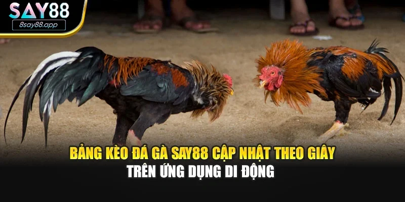 Bảng kèo đá gà SAY88 cập nhật theo giây trên ứng dụng di động 